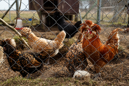 Cockerel with hens in the open-air cageの写真素材