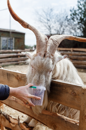 head of a goat with horns in an enclosureの写真素材