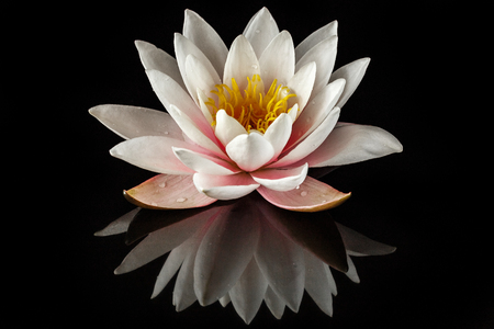 Pink water lily on a black backgroundの写真素材