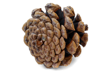 Cedar cone brown color on a light background