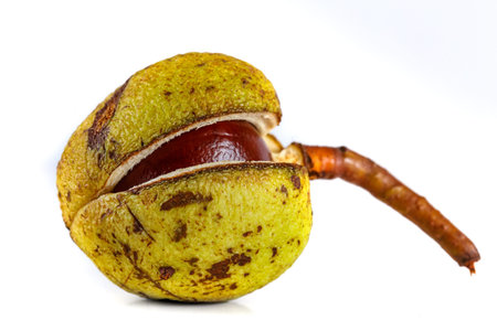 Horse chestnut closeup on white background