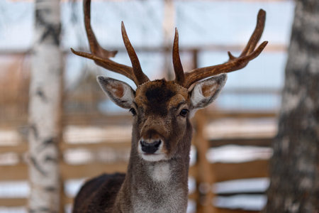 Head of a wild deer looking forward, winter, Latvia