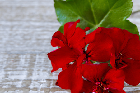 Red Geranium FlowerRed geranium flower on a light wooden backgroundの写真素材