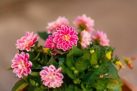 Dahlia pink undersized in a pot close-upの写真素材