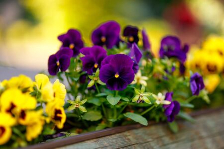 Violet-purple pansies growing in a decorative log. The background is out of focus.の写真素材