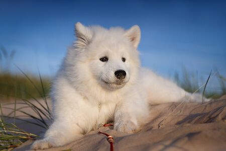 Samoyed puppy lying on the sand in the dunes, looks into the distanceの写真素材