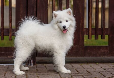 White puppy samoyed husky standing behind the wooden fenceの写真素材
