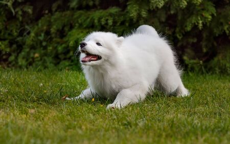 White puppy Samoyed husky playing in the yard on a green lawnの写真素材