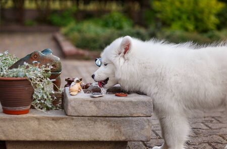White puppy of samoyed husky fondling water in a fountainの写真素材