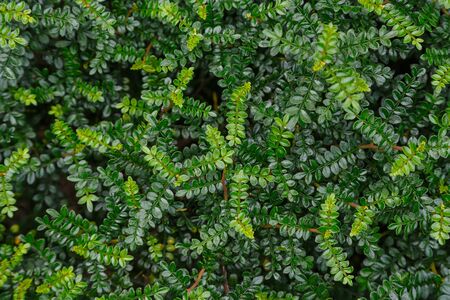 Background from green leaves from tropical plants.の写真素材