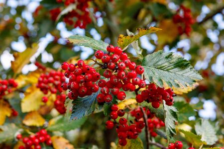 Ripe hawthorn on a background of yellowing leaves, selective focusの写真素材
