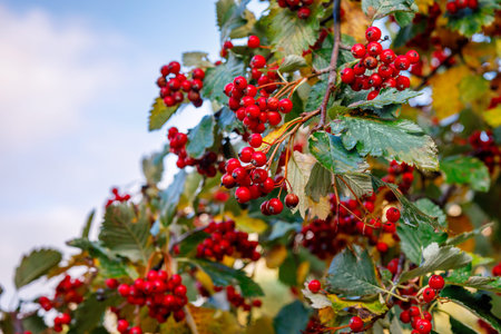 Ripe hawthorn on a background of yellowing leaves, selective focusの写真素材