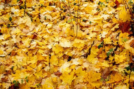 Fallen yellow leaves of maple on the grass in the park in autumnの写真素材