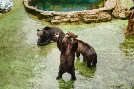Brown bears in the aviary of the zoo near the pool, Shenzhen, China