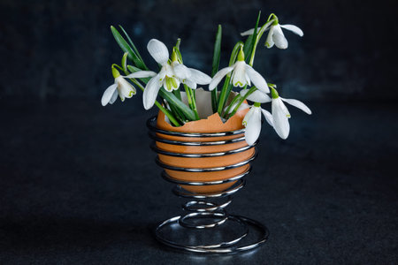 Snowdrops in an egg stand against a dark background