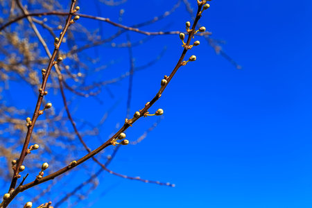 Branch of cherry plum with unblown buds of flowers against a blue sky
