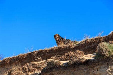 An old guard dog standing on the edge of a brown cliff on a clear sunny dayの写真素材