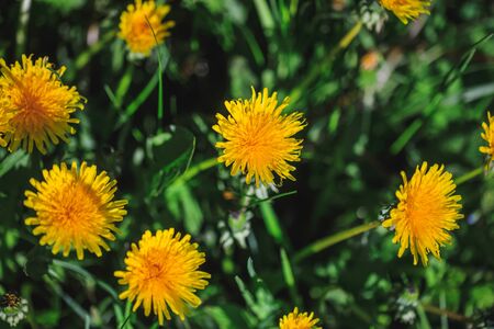 Dandelion flowers on a background of green grass, top viewの写真素材