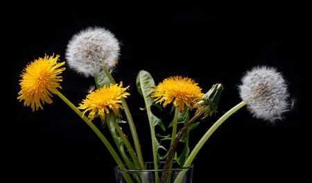 Bouquet of dandelions on a black background, yellow spring flowersの写真素材