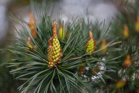 Blooming pine buds close-up in a natural environmentの写真素材