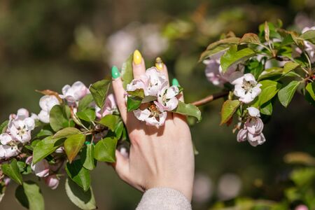Female hand holding apple tree brunch with white flowers. Blossom and renewal concept. Health care, horizontal viewの写真素材