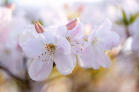Pink delicate azalea inflorescences close-up with shallow depth of fieldの写真素材