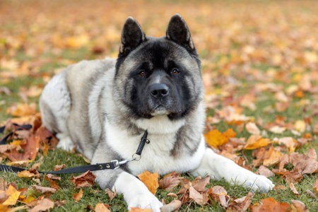 American Akita lies frontally in an autumn park on yellow foliage and looks aheadの写真素材