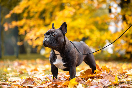 Cute little happy doggies lovebrown french bulldog on a leash in autumn parkの写真素材
