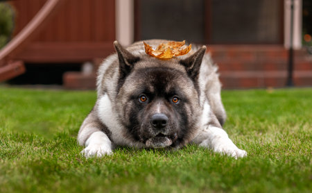 Beautiful American Akita breed dog, portrait with a funny muzzle on the grass. Fluffy, woolly young pet. The concept of pets, pet food, pet supplies, veterinary.の写真素材