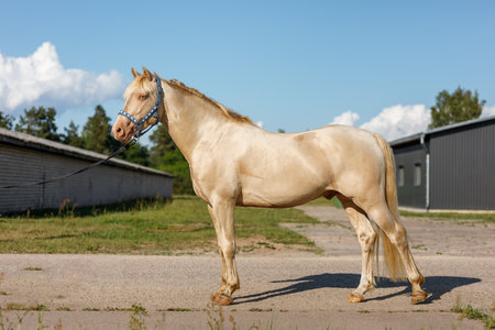Albino horse with blue eyes in full height standing in the backyard of a farmの写真素材