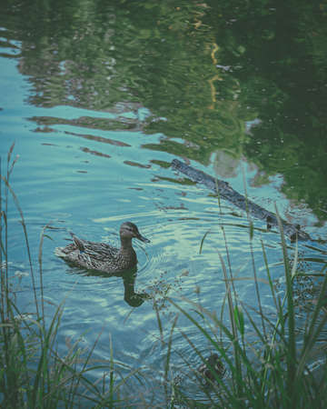 The duck is floating on the lake. Processing for a film photo.の写真素材