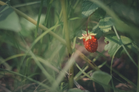 Close-up of one wild strawberry berries in the grass. The graininess of the film in the style of an...