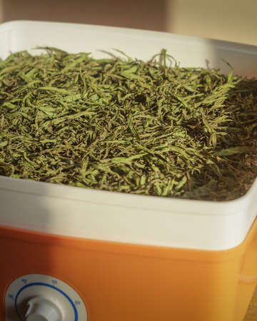 Preparation of medicinal herbs in an electric dryer. General view of the tray with dry herbs.の写真素材