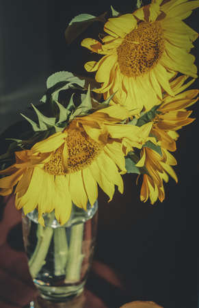 Bouquet of three sunflowers in a glass vase. Early in the morning. Light from the window.の写真素材