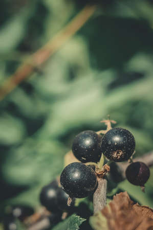Blackcurrant berries on the bush close-up. Vegetable garden. The midday light of the sun. Toning.の写真素材