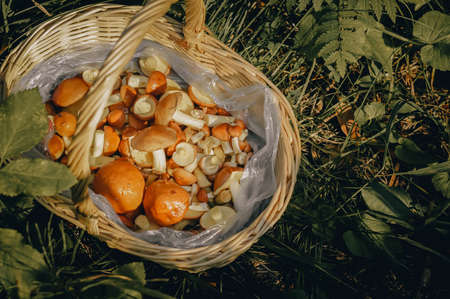 Wicker basket with mushrooms. Daylight, close-up, toning, outdoors.の写真素材