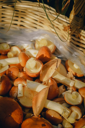 Wicker basket with mushrooms. Daylight, close-up, toning, outdoors.の写真素材