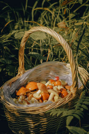 Wicker basket with mushrooms. Daylight, close-up, toning, outdoors.の写真素材