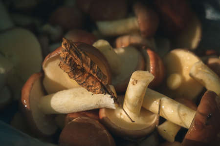 Autumn mushrooms with a dry leaf from a tree close-up. Evening, the light of the setting sun, the shadows.の写真素材