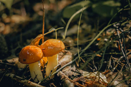 Young autumn mushrooms in a pine forest. Close-up, evening, the light of the setting sun.の写真素材
