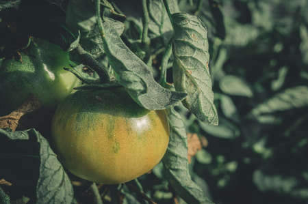 Ripening green tomatoes on the bush close-up. Growing vegetables in the garden. Background, copy space, horizontal compositionの写真素材