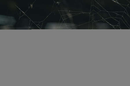 Close-up of the web. Spider net of sticky threads. Blur, grain, noise.の写真素材