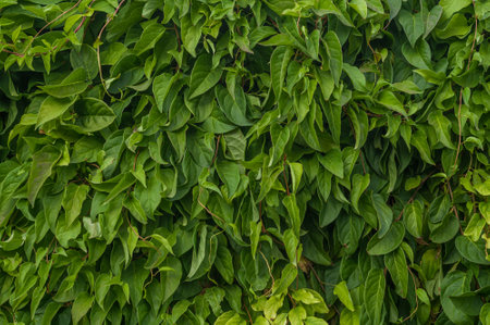 A wall of green foliage. Hedge. A background of living green leaves.の写真素材