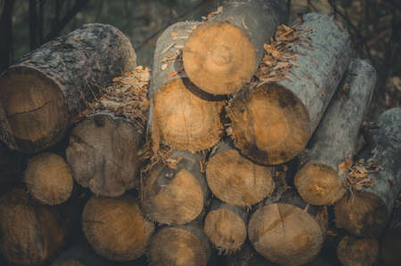 A stack of sawn logs. Firewood harvested for the winter. Wood fuelの写真素材