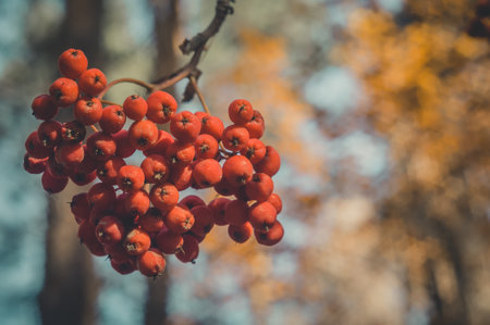 A bunch of rowan on a branch in the autumn forest. Autumn berries. Ingredient for decorating objects and cooking.の写真素材