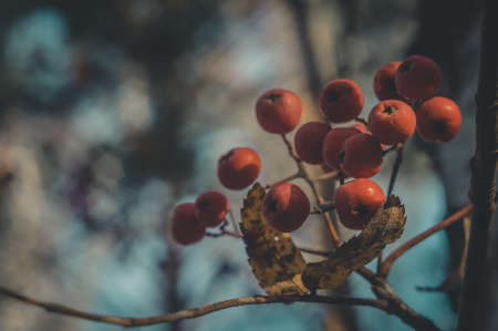 A bunch of rowan on a branch in the autumn forest. Autumn berries. Ingredient for decorating objects and cooking.の写真素材
