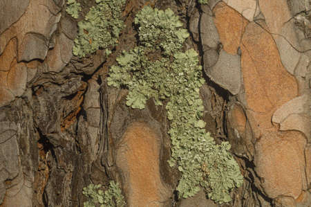 The texture of pine bark with pale green moss. Backgroundの写真素材