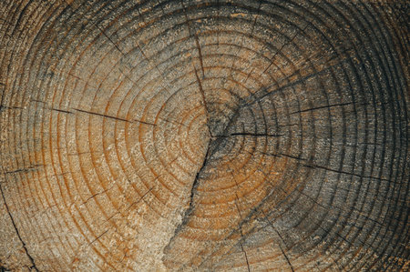 The old one cut the logs close-up. The texture of the log cut with cracks and concentric rings of age. Backgroundの写真素材