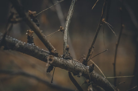 Dry tree branch in the autumn forest. Nature background. Autumn background. Selective focus