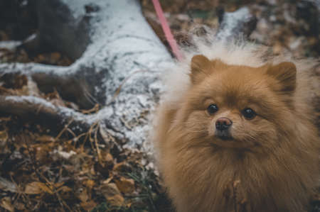 A dog of the Spitz breed on a walk in the winter forest. The first snow. Portrait of a pet. Selective focusの写真素材